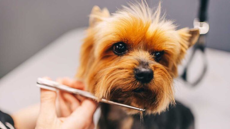 cachorro tendo seu pelo cortado por uma tesoura