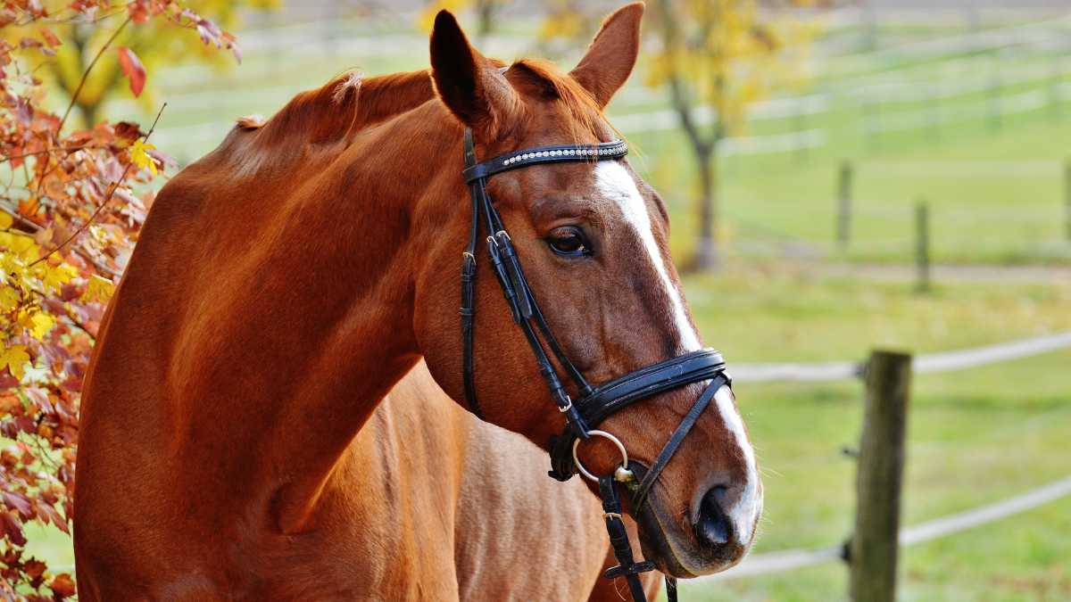 crina de cavalo