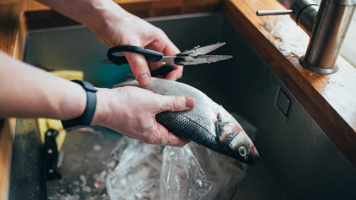 tesoura para limpar peixe