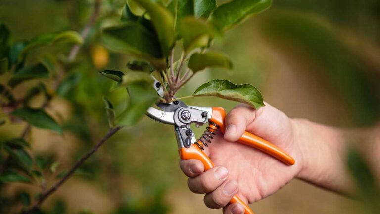 tesoura podando